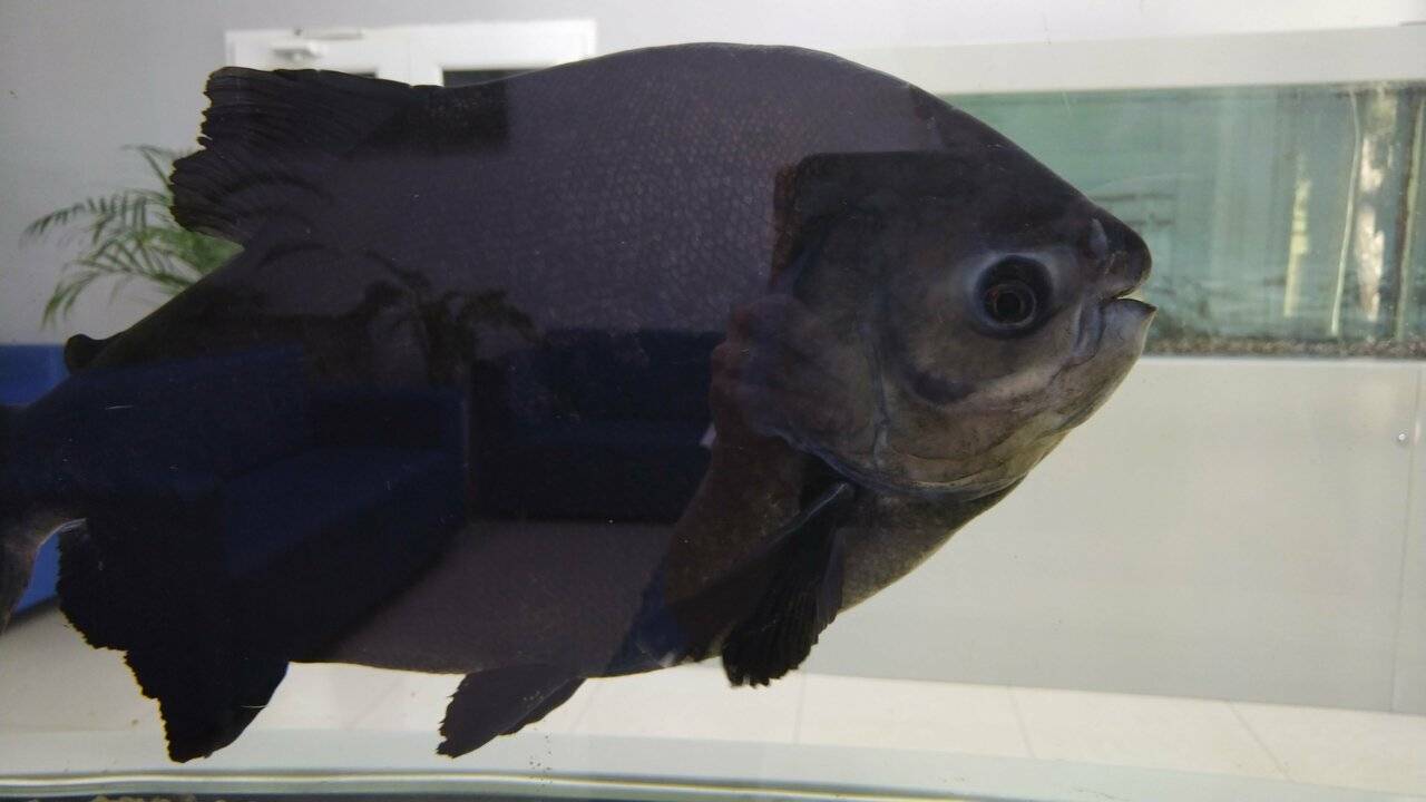 Фото Гостиницы Атлантида Анапа 28