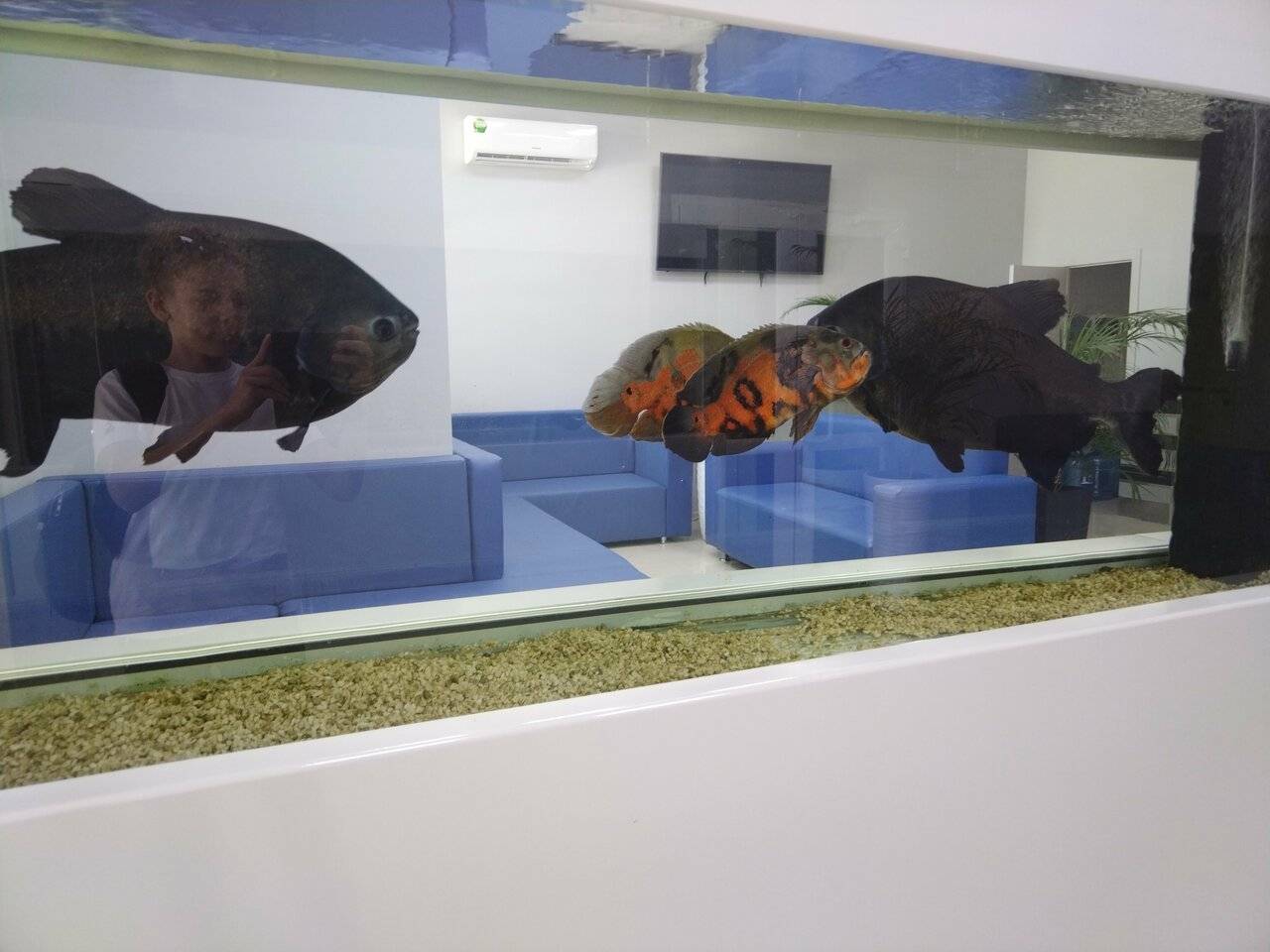 Фото Гостиницы Атлантида Анапа 85