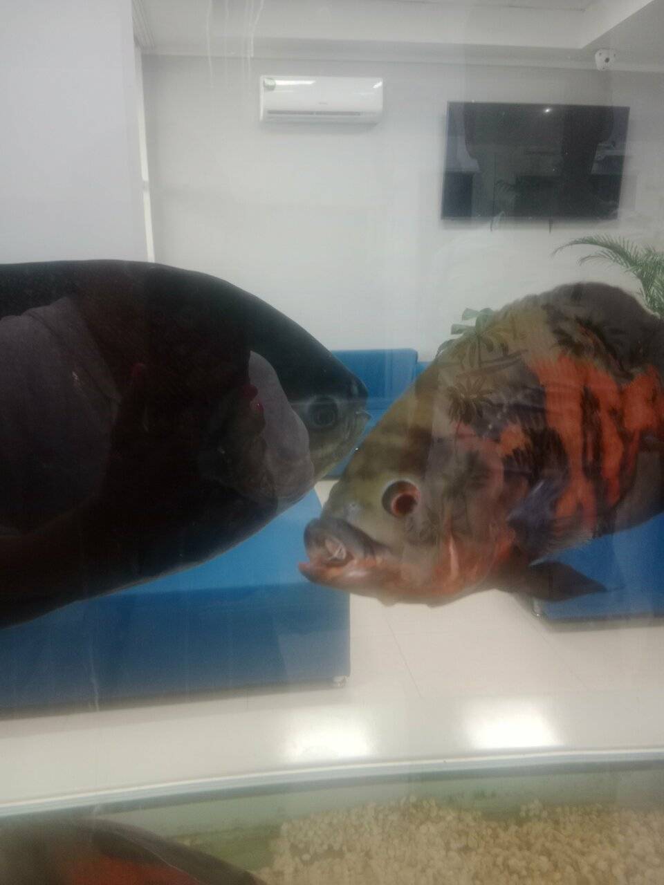 Фото Гостиницы Атлантида Анапа 121