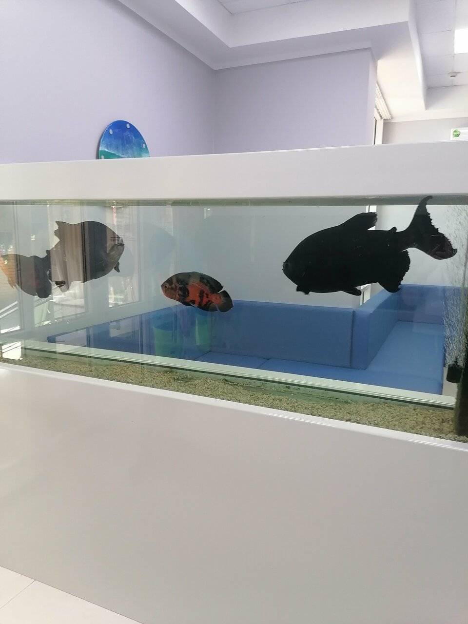 Фото Гостиницы Атлантида Анапа 183