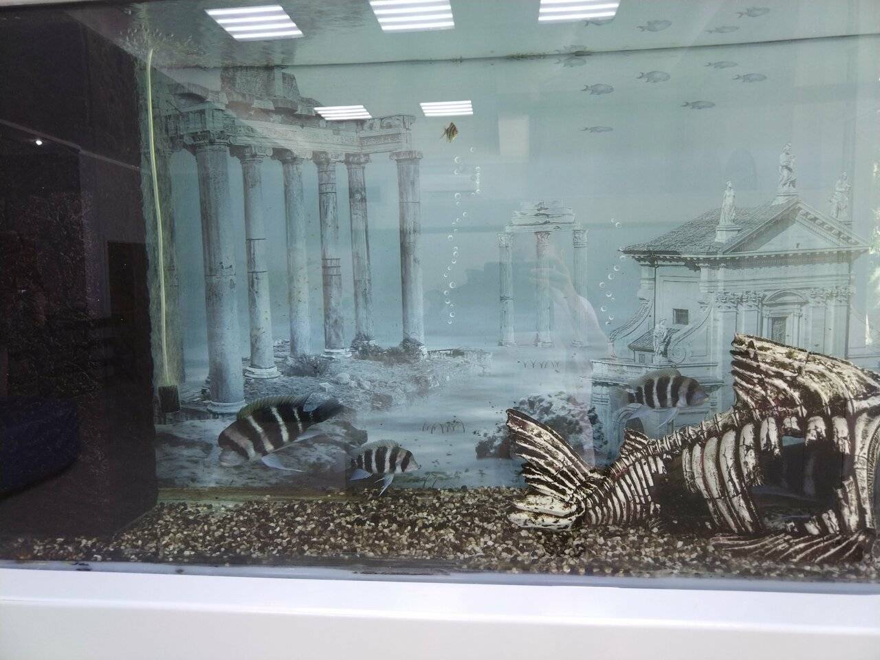 Фото Гостиницы Атлантида Анапа 4