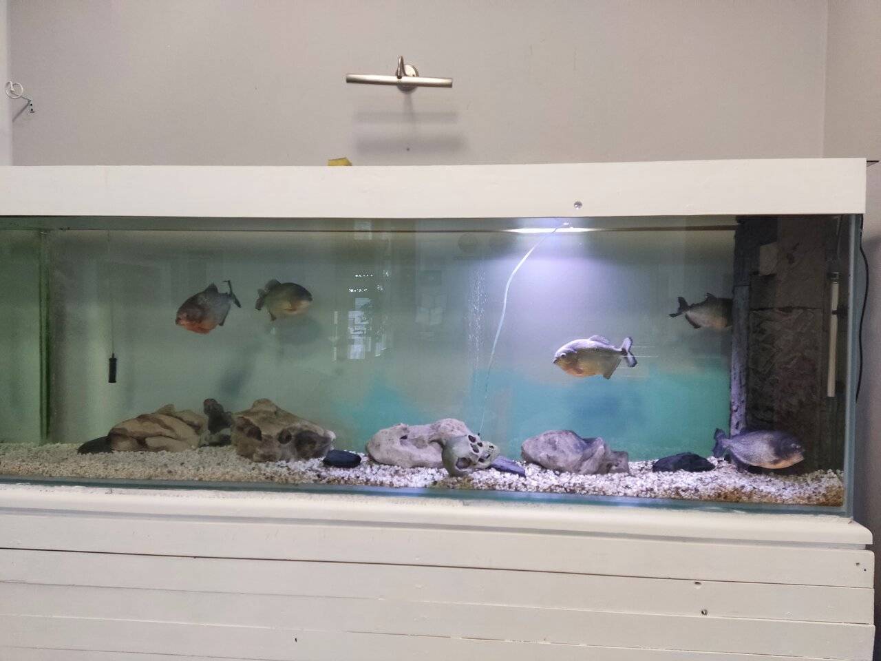 Фото Гостиницы Атлантида Анапа 41